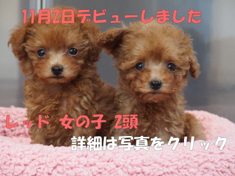 トイプードル専門 子犬見学と相談は東京 埼玉で